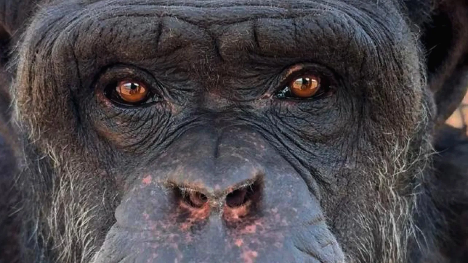 Las respuestas están en los grandes primates, sean humanos, gorilas, bonobos, orangutanes o chimpancés