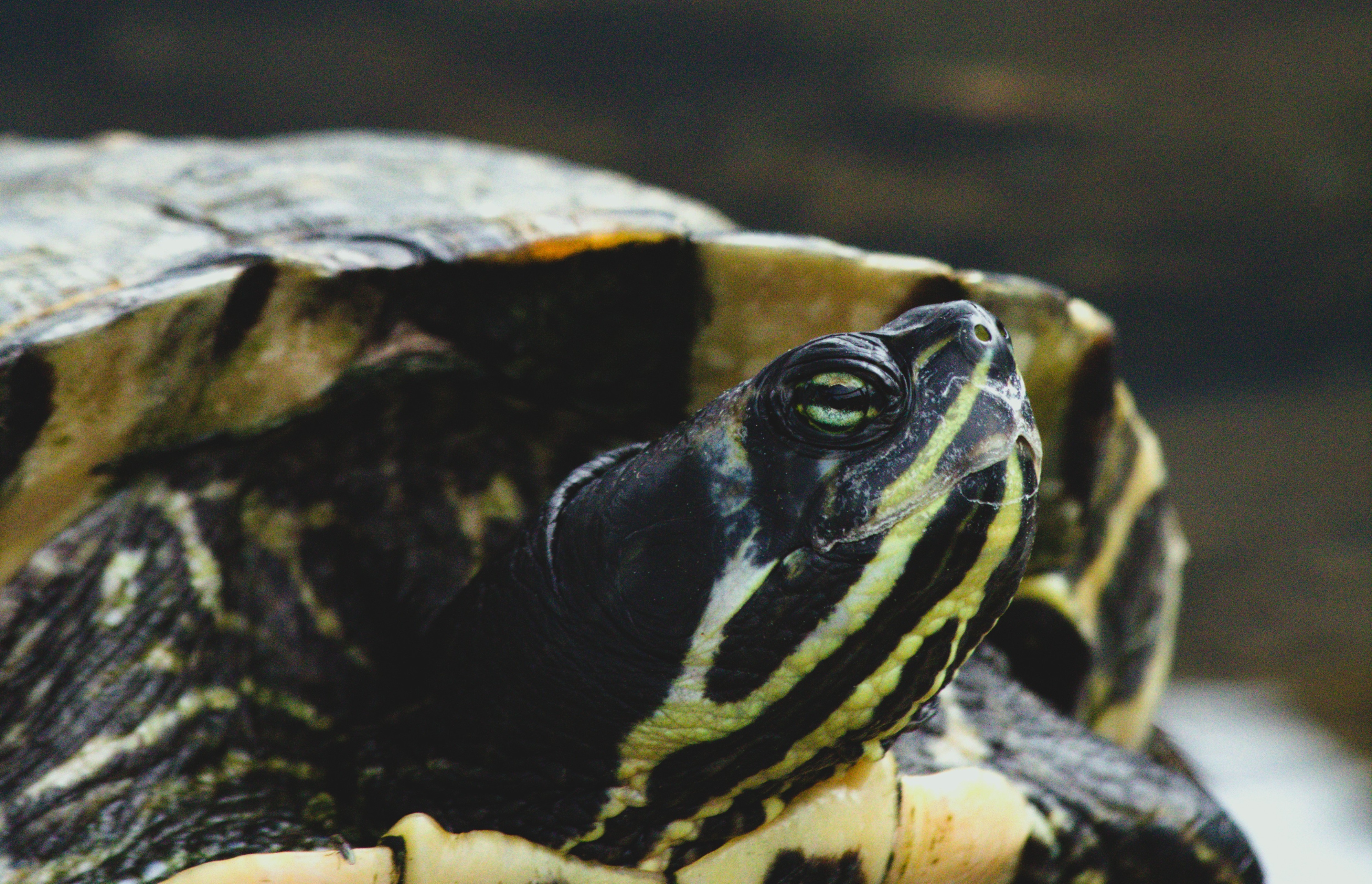 ¿Y dicen que yo llevo una carga?